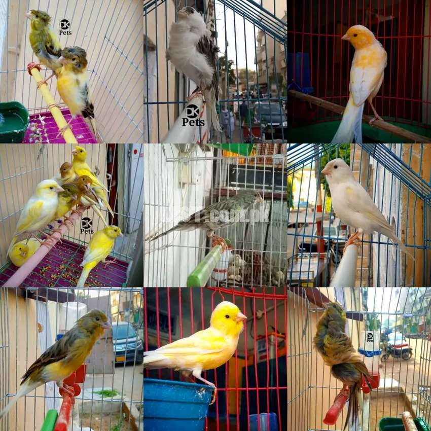 Canary Stock Karachi Birds for Sale