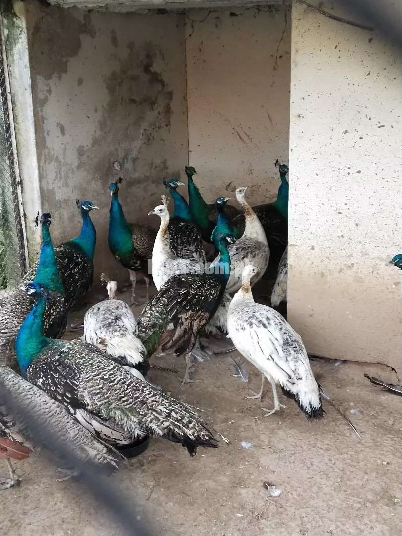Peacock Rawalpindi Birds for Sale