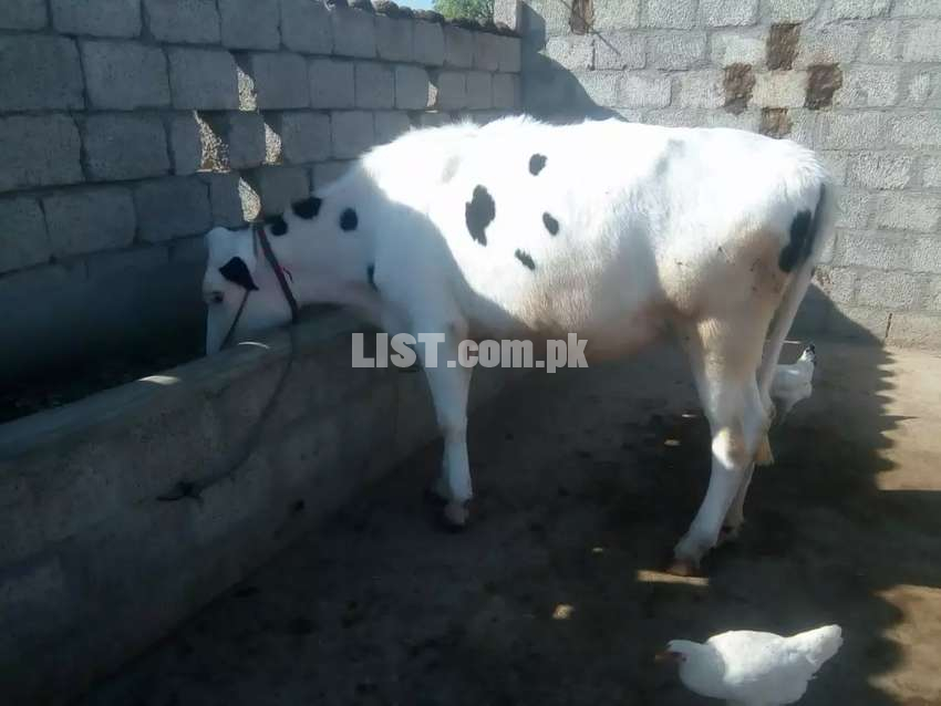 First timer cow for sale in talagang Chakwal Livestock for Sale
