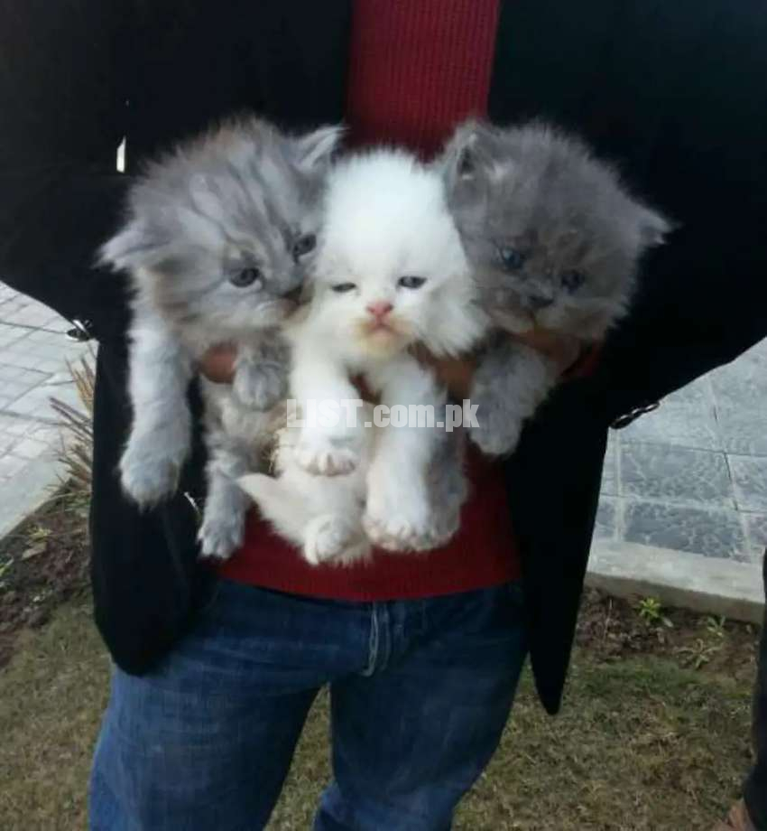 Pure PeRsiaN KitteN Haripur Cats for Sale