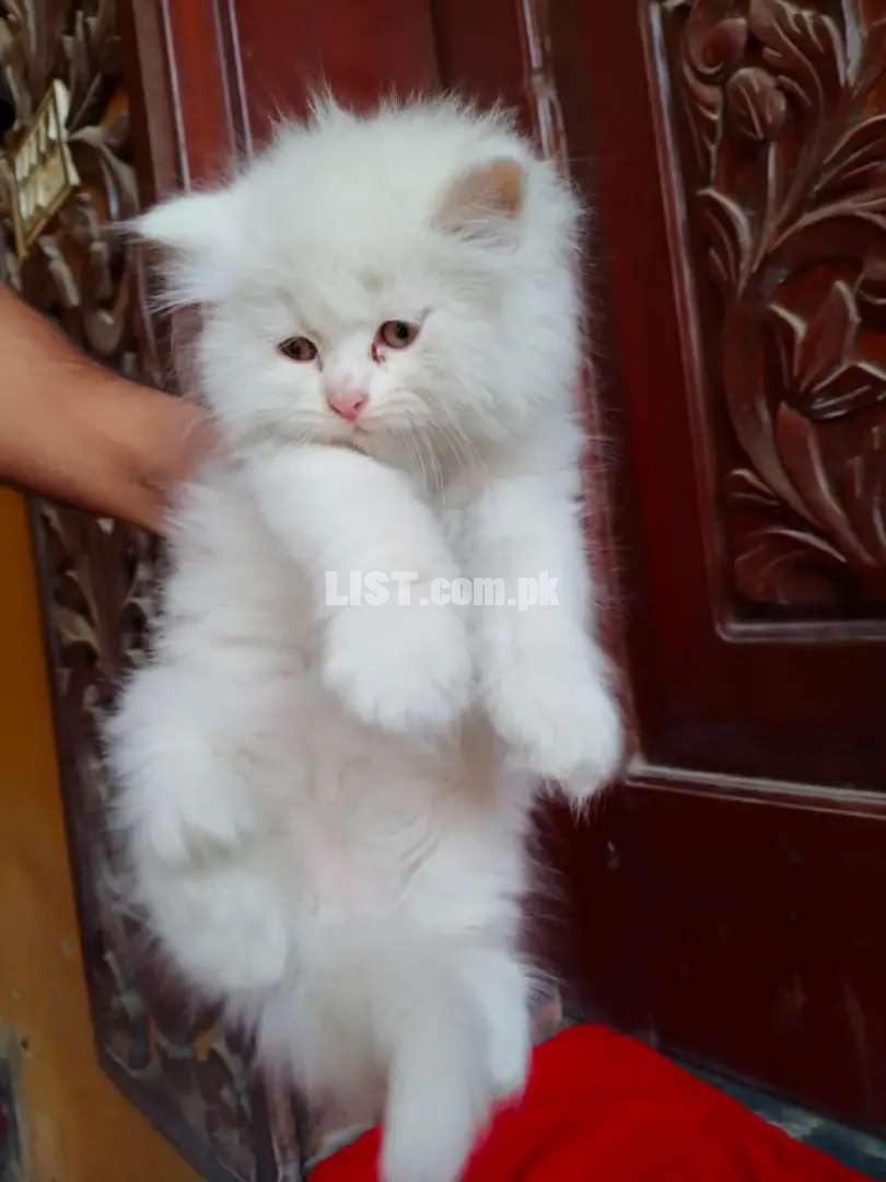 Marsha fluffy triple coated persian kitten available Islamabad Cats for Sale