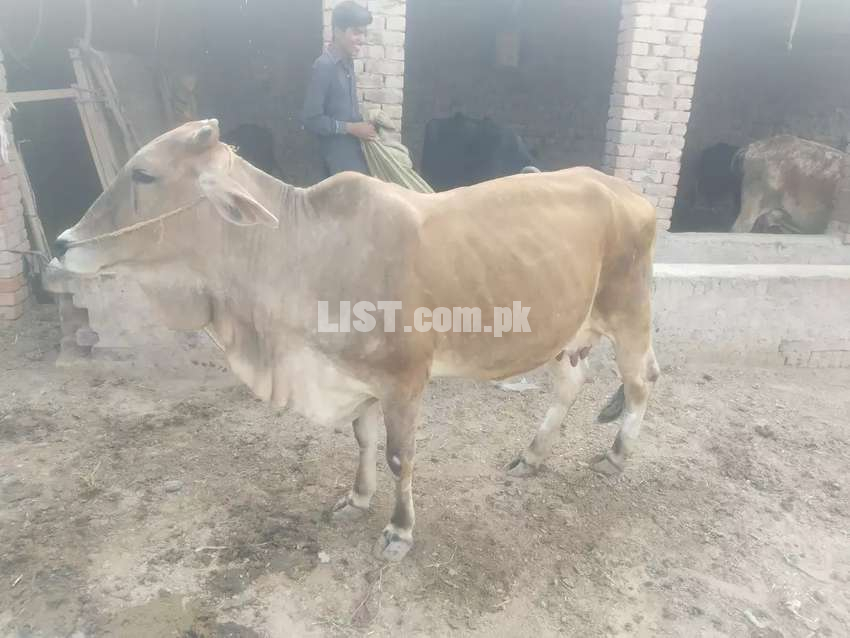 Cow for Sale Rahim Yar Khan Livestock for Sale