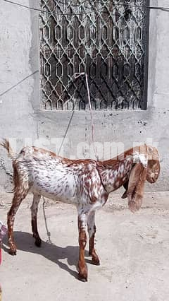 Pour makhi chini bakri Gujranwala Other Animals for Sale