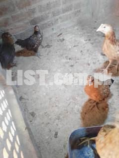 Desi golden murgai or murgya for sale healthy and active Faisalabad Hens &  Aseel for Sale