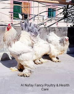 Silk Bantam Cochin Blue columbian Brahma white Aseel Golden Sebright Lahore  Hens & Aseel for Sale