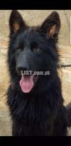 Heavy long coat Pink pedigree black GSD male is for sale