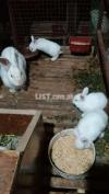New Zealand white Bunnies for Sale