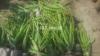 Aloevera plants and leaves Aloevera plants and leaves