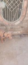 Dog pitbull one year old ful active and friendly