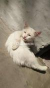 urgent white cat for sale