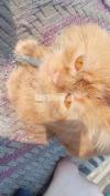 Persian cat for sale double coated