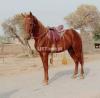 Beautiful desi neza baaz horse for sale