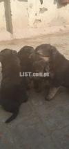 Stock cote puppy for sale