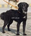 Bakarwal dog pair mail 7 month for sale