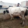 Friesian cholistani cross breed cow