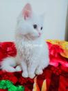 persian cat baby available for sale in G-13