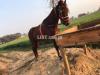 Dasi horse
