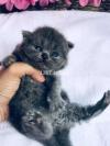grey kitten pair for sale