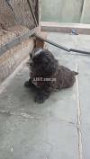 Pure shih tzu for new home