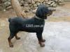 Rottweiler male for sale