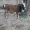 Best breed cow fresh give birth