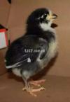 2 Weeks Old Australorp Chicks - Excellent for Winter Brooding