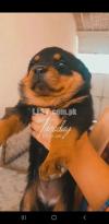 Rottweiler  Pedgriee female puppy for sale