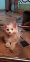 Persian cat semi punch face pure white color