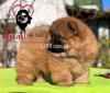 Chow Chow pup Available for Import