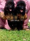 German shepherd long cot pair dog jora 2 months for sale