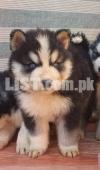 Extreme quality woolly coat puppy Male