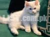 Persian Male Cat (Simba) - Vaccinated