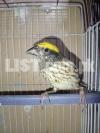 canary baya weaver singing bird