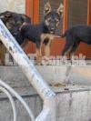 German Shephard puppies (2.5 months) for Sale
