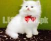 Top quality pure persian kittens