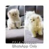 Persian Kittens And Cats Available