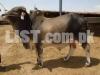 Bachra - Cow 2 Dant | Dark Brown | Bukhari Cattle Farm
