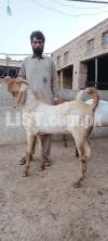Bakray Qurbani 2022 goat farm