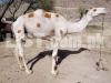 camel , camel for sale , qurbani 2022