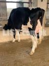 Holstien  breed pregnant heifers