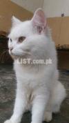 Persian double coat cat for urgent sale