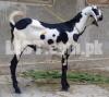 Goat/Bakra for Qurbani/Sacrifices from 25kg to 45kg