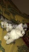 Persian male kitten for sale - exchange with a female also possible