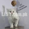 persian snow ball triple coated taddy bears available