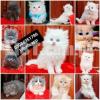 CASH ON DELIVERY High Quality Persian kitten or Persian cat Babies