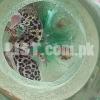 Leopard Gecko Precious lizard