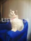 High quality Persian cat // Breeder female // pure bloodline