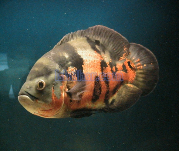 Oscar Fish for sale