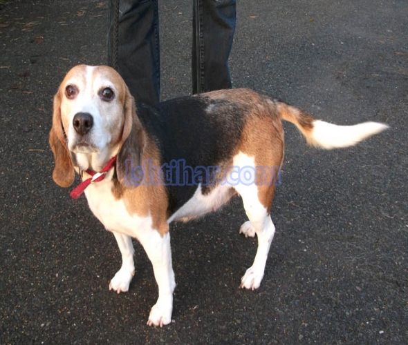 beagle female dog for sale