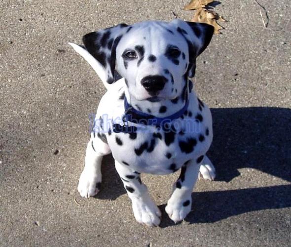 dalmatian dog puppy for sale